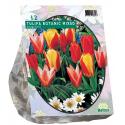 Baltus Tulipa Greigii Mix tulpen bloembollen per 12 stuks